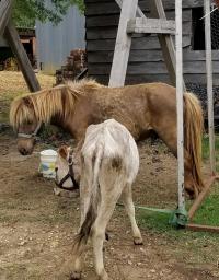 Arc in the Park 2017 photo 23