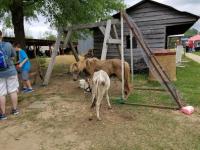 Arc in the Park 2017 photo 34