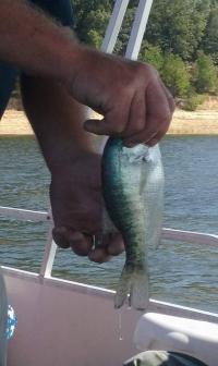 Enid Lake 2017 photo 13