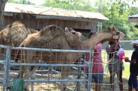 2019 Arc In The Park photo 181