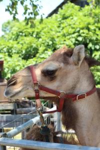 2019 Arc In The Park photo 193