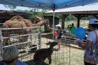 2019 Arc In The Park photo 35
